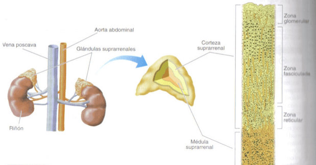 glandulas suprarrenales