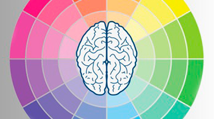 cerebro-colores
